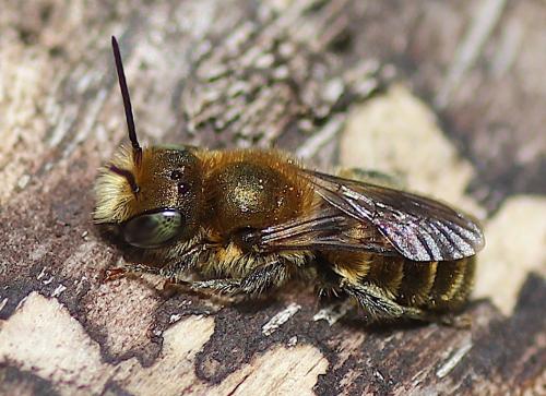 Réf. 180 959 : Osmia sp.